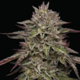 Royal Highness 600x759 1