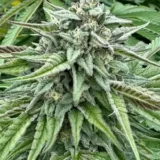 Sour Diesel